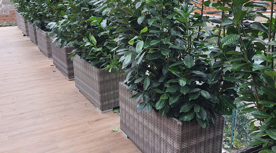 Напольные уличные кашпо в гостинице на Красной поляне